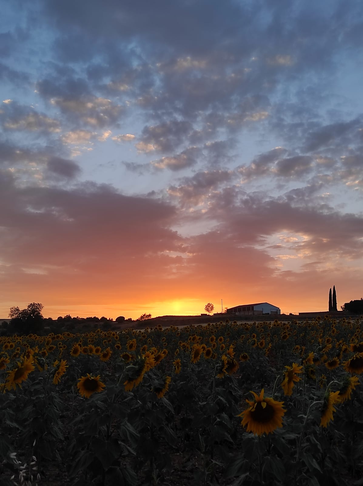 Campo de girasoles